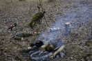 Wycinka drzew_16