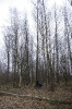 Wycinka drzew_20