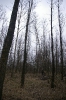 Wycinka drzew_22