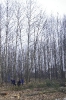 Wycinka drzew_26