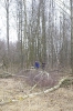 Wycinka drzew_28