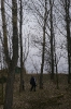 Wycinka drzew_34