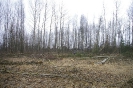 Wycinka drzew_35