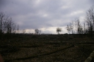 Wycinka drzew_44