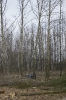 Wycinka drzew_47