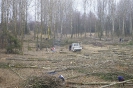 Wycinka drzew_48