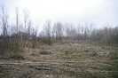 Wycinka drzew_50