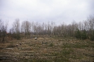 Wycinka drzew_51