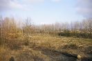 Wycinka drzew_57