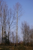 Wycinka drzew_59