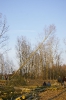 Wycinka drzew_60