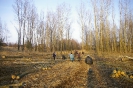 Wycinka drzew_62