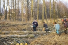 Wycinka drzew_63