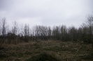 Wycinka drzew_7