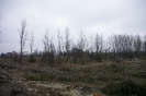 Wycinka drzew_8